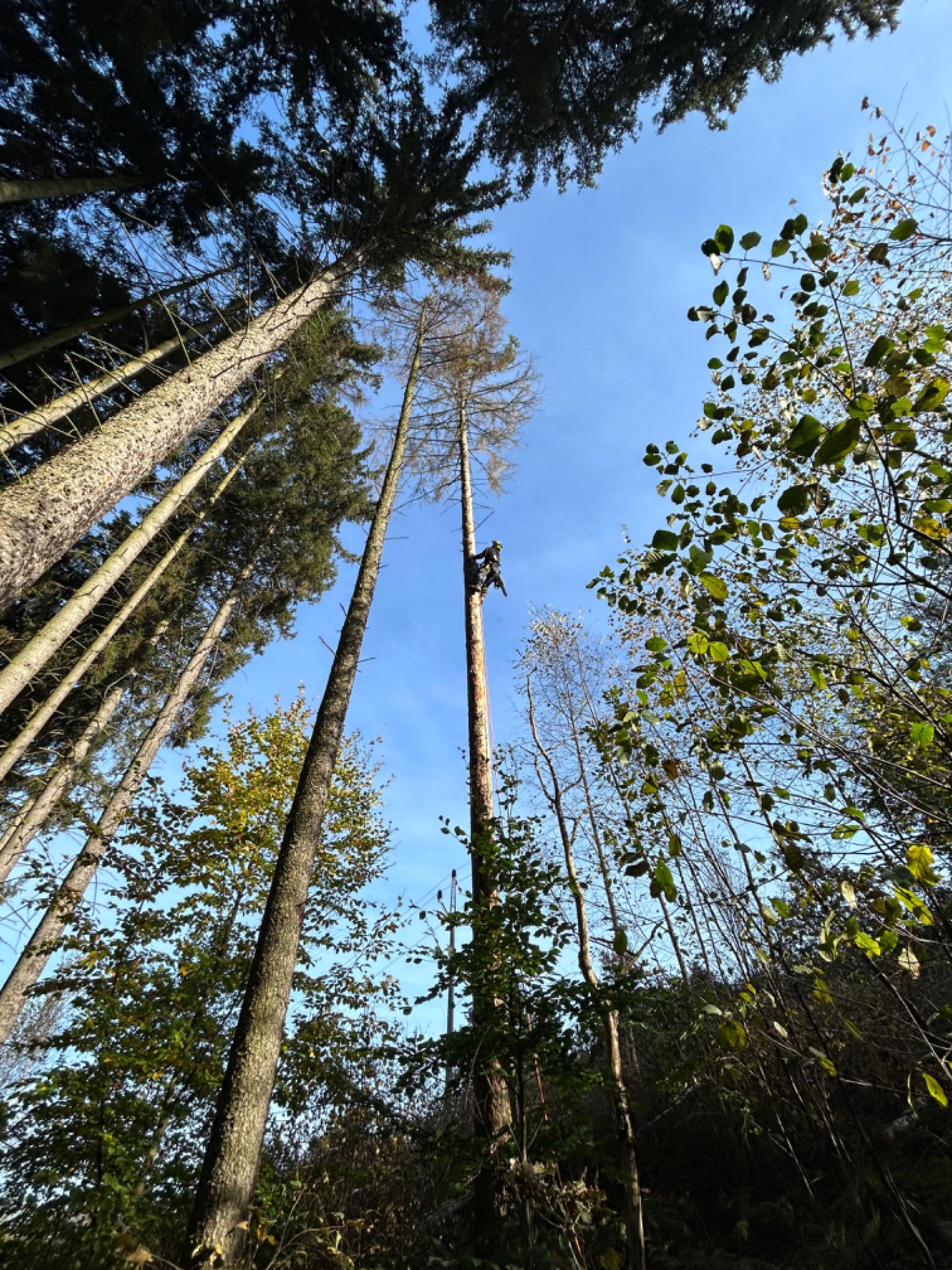 Výškové kácení stromů napadených kůrovcem v obci Veselé.